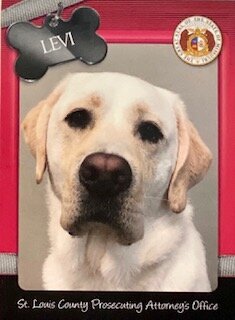 Levi - ready to help! Courthouse facility dogs assist crime victims, witnesses and others during stressful stages of legal proceedings.