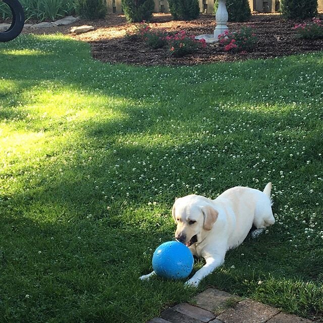 Go to work/play in the yard. Work/play; work/play. Decisions, decisions. Wonder what Levi decided?