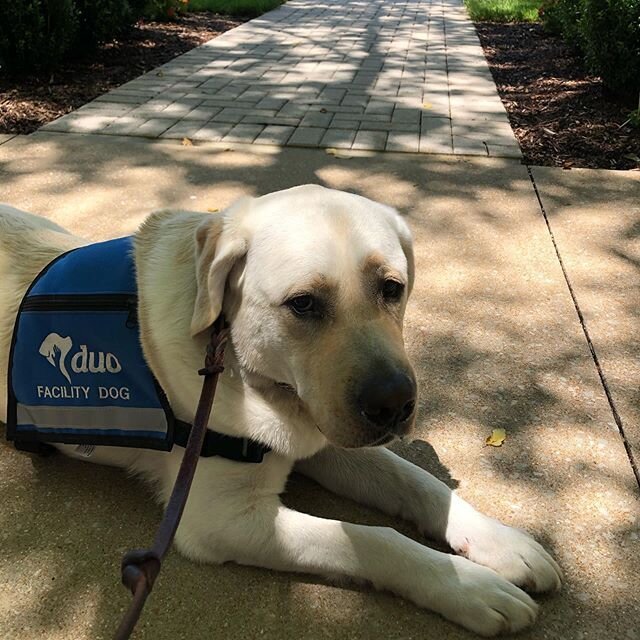 Levi to me: &lsquo;It&rsquo;s National Take Your Dog To Work Day, so where are all my furry frens?&rsquo; Buddy, everyday is that holiday for us! #facilitydog #duodogsinc #bestcoworkerever